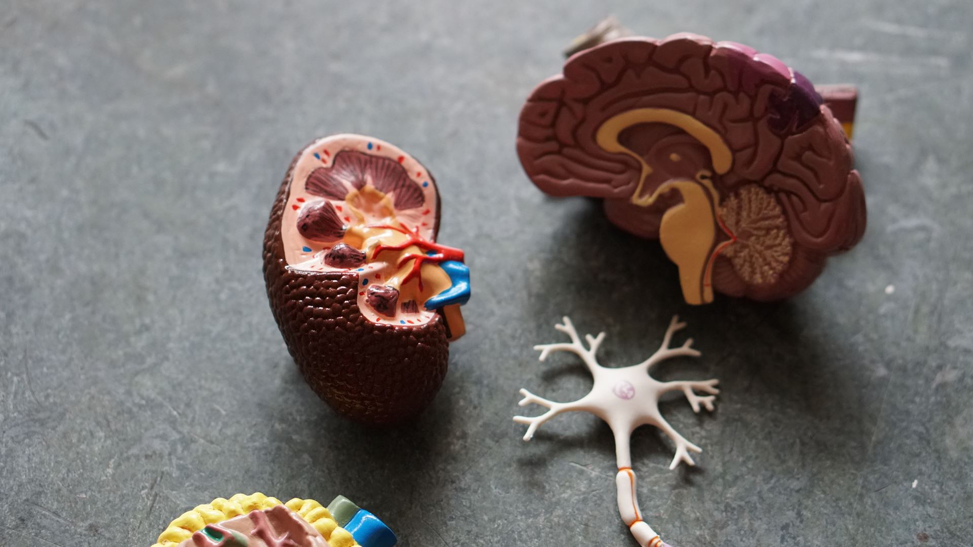 Photo of a model kidney